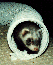 [Photo of a ferret in a piece of dryer hose] 